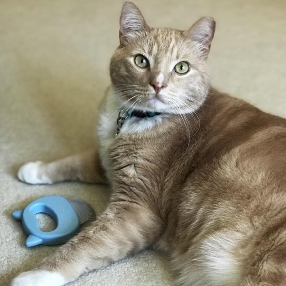 Cat Comb for Short & Long Hair Removal Soft Massaging Deshedding Pet Comb - Picture 6 of 6